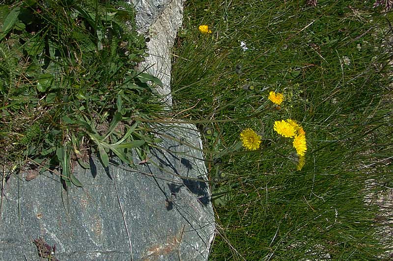 <i>Pilosella glacialis</i> (Reyn. ex Lachen.) F.W.Schultz & Sch.Bip.