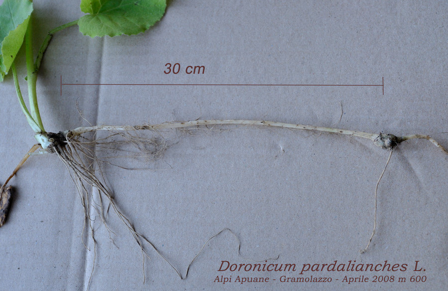 <i>Doronicum pardalianches</i> L.