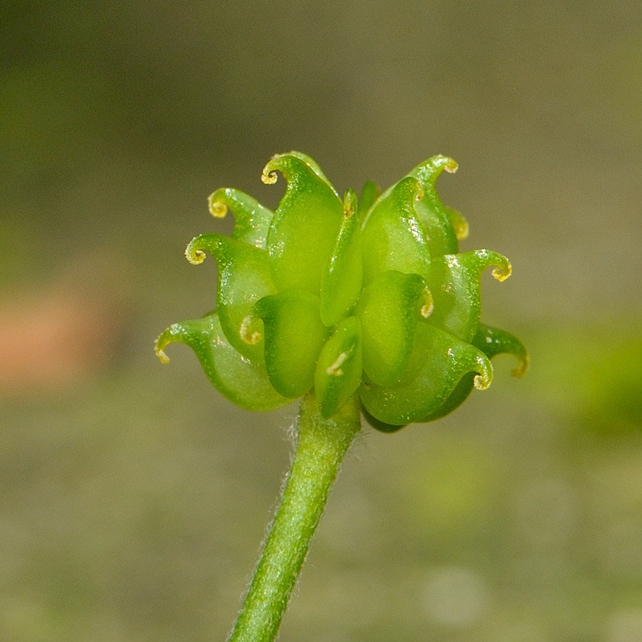 <i>Ranunculus lanuginosus</i> L.