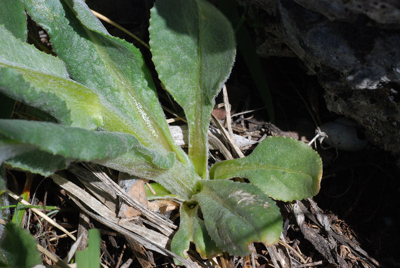<i>Senecio scopolii</i> Hoppe & Hornsch. subsp. <i>floccosus</i> (Bertol.) Greuter