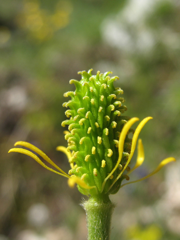 <i>Ranunculus millefoliatus</i> Vahl