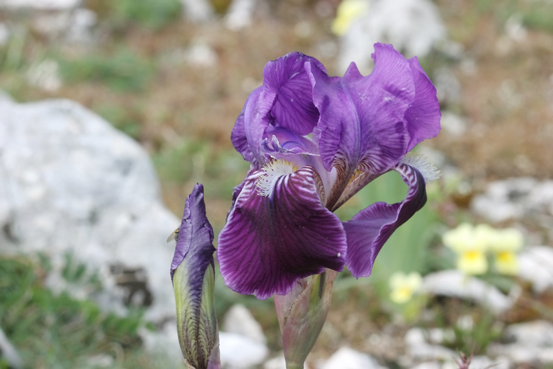 <i>Iris sabina</i> N.Terracc.