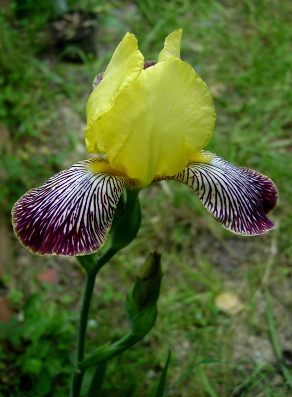 <i>Iris variegata</i> L.