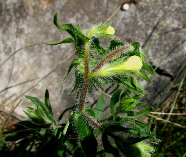 <i>Onosma pseudoarenaria</i> Schur subsp. <i>fallax</i> (Borbás) Rauschert