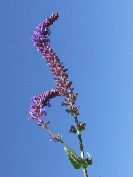 <i>Salvia nemorosa</i> L. subsp. <i>nemorosa</i>