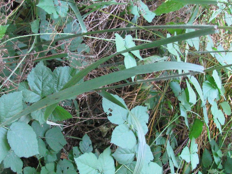<i>Bromopsis ramosa</i> (Huds.) Holub subsp. <i>ramosa</i>