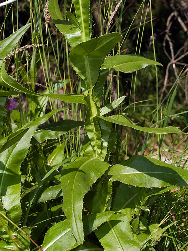 <i>Cirsium monspessulanum</i> (L.) Hill