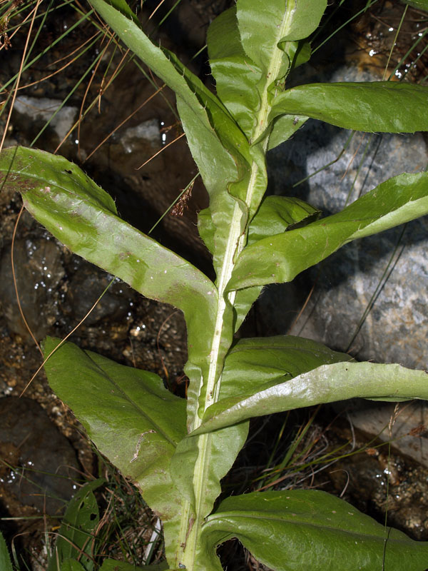 <i>Cirsium monspessulanum</i> (L.) Hill