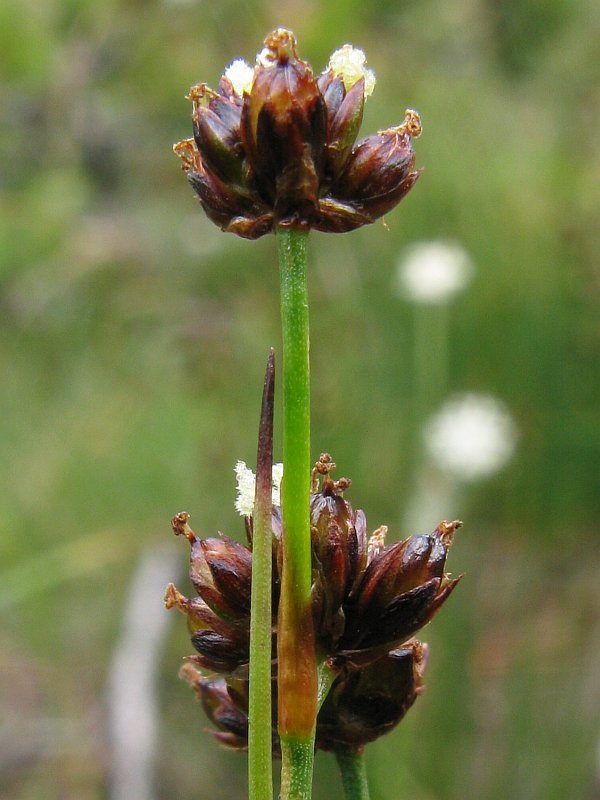 <i>Juncus alpinoarticulatus</i> Chaix subsp. <i>alpinoarticulatus</i>