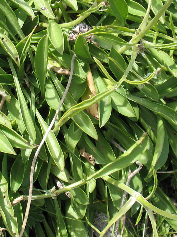 <i>Scabiosa silenifolia</i> Waldst. & Kit.
