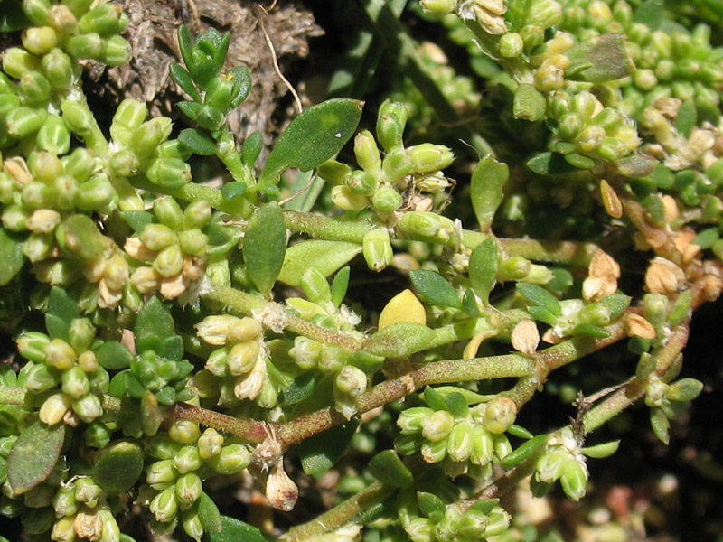 <i>Herniaria glabra</i> L.