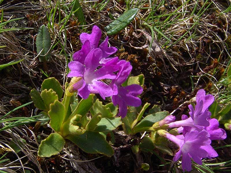 <i>Primula daonensis</i> (Leyb.) Leyb.