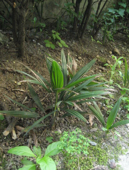 <i>Trachycarpus fortunei</i> (Hook.) H.Wendl.