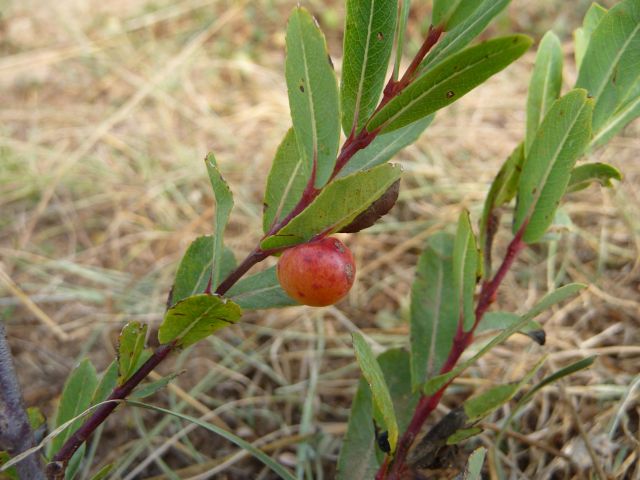 <i>Salix amplexicaulis</i> Bory