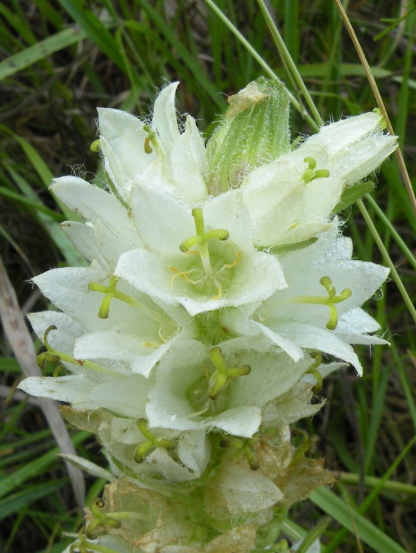 <i>Campanula thyrsoides</i> L. subsp. <i>carniolica</i> (Sünd.) Podlech