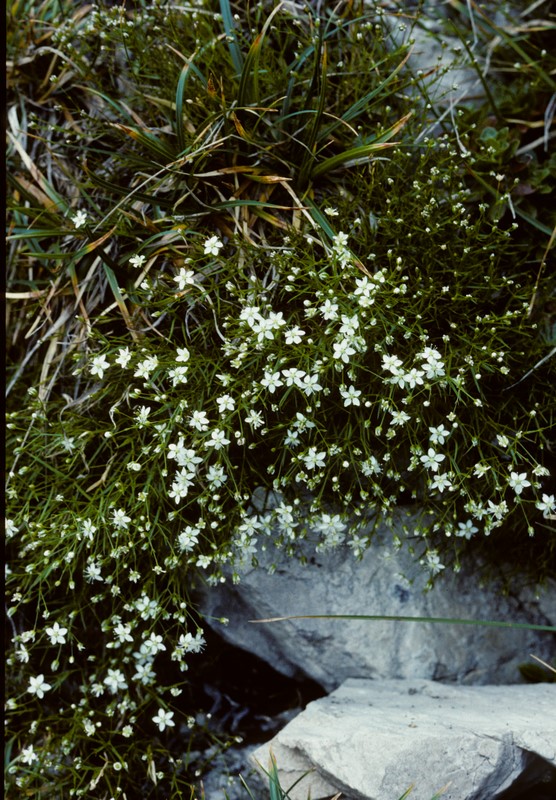 <i>Facchinia grignensis</i> (Rchb.) Dillenb. & Kadereit