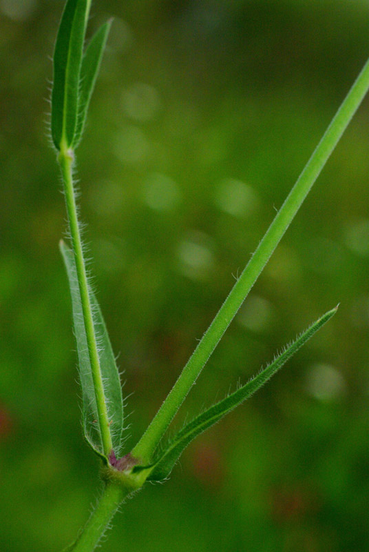 <i>Silene bellidifolia</i> Jacq.