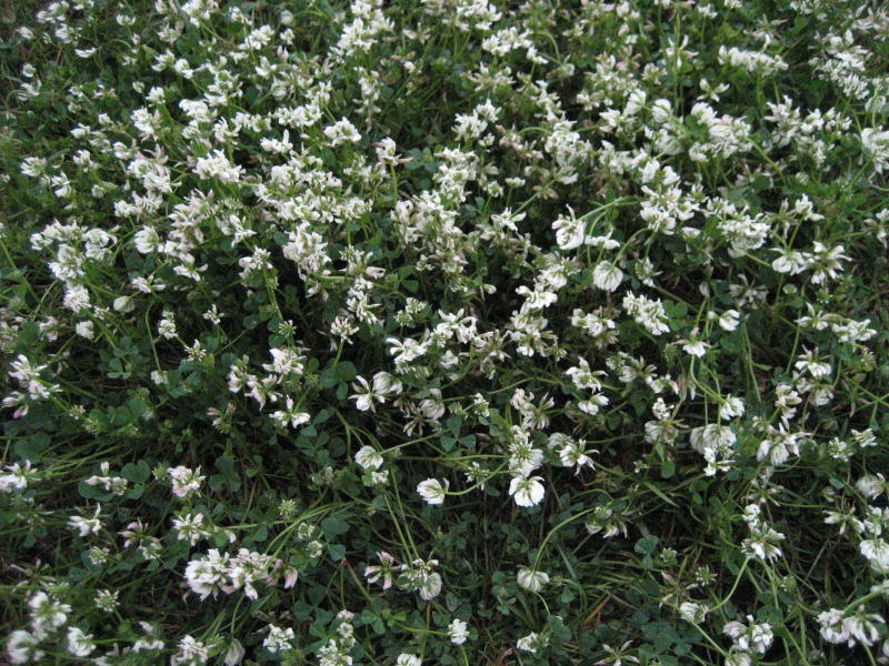 <i>Trifolium nigrescens</i> Viv. subsp. <i>nigrescens</i>