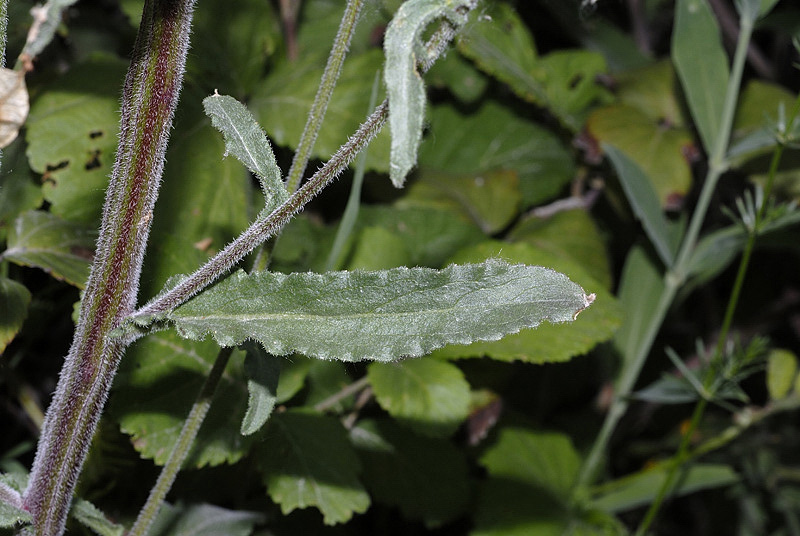 <i>Campanula sibirica</i> L. subsp. <i>sibirica</i>