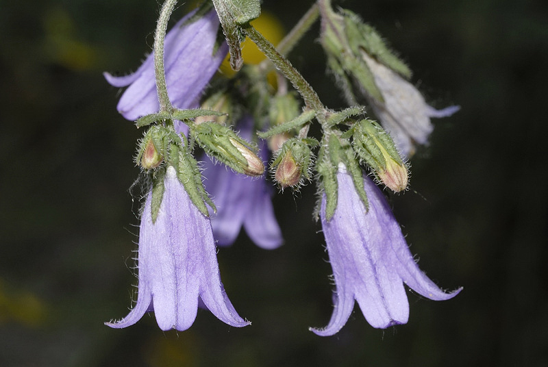 <i>Campanula sibirica</i> L. subsp. <i>sibirica</i>