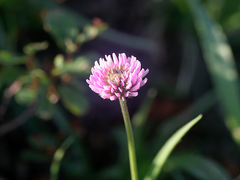 Trifolium%20montanum%20rupestre%201.jpg