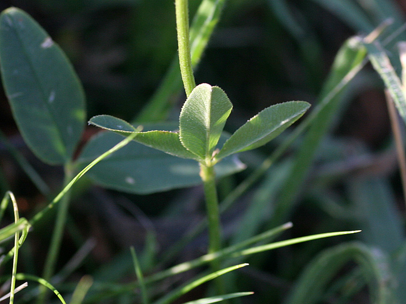 Trifolium%20montanum%20rupestre%202.jpg
