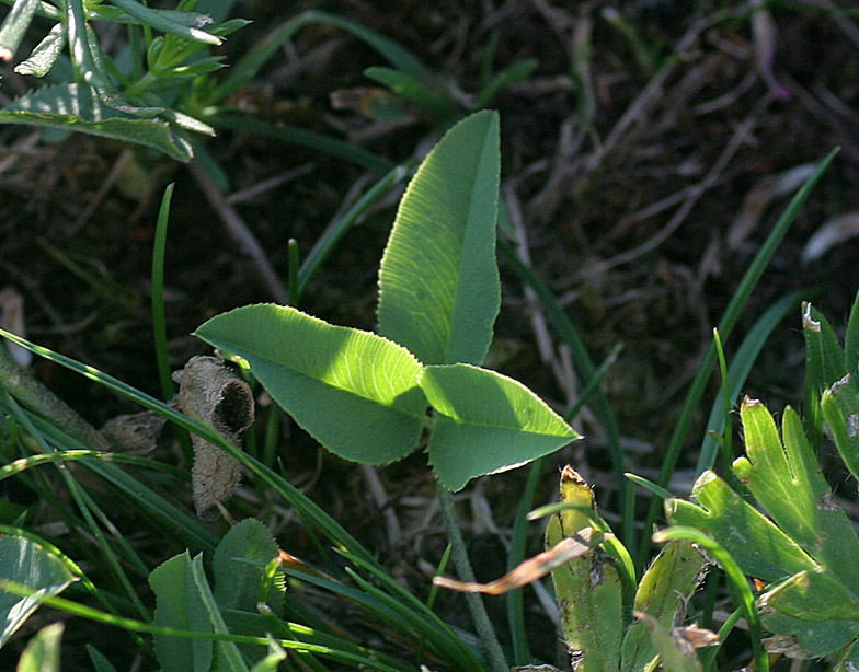 <i>Trifolium montanum</i> L. subsp. <i>rupestre</i> (Ten.) Nyman