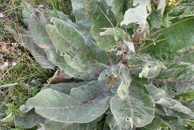 <i>Verbascum mallophorum</i> Boiss. & Heldr.