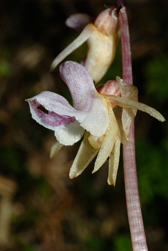 <i>Epipogium aphyllum</i> Sw.