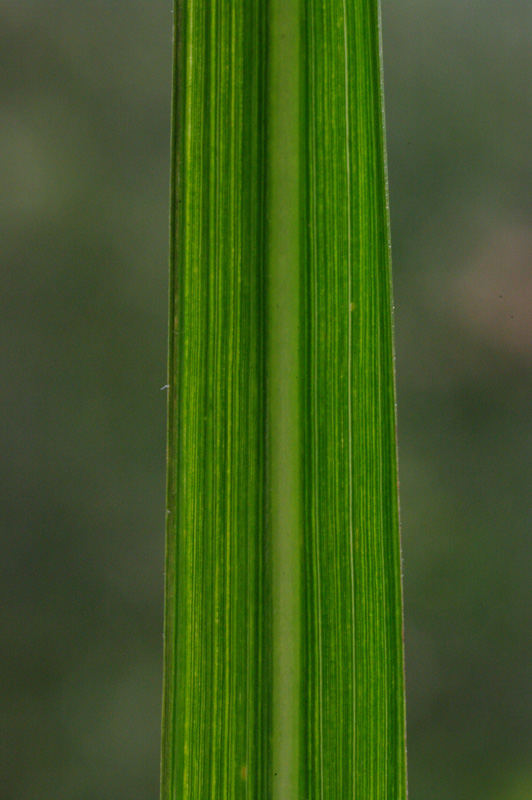 <i>Imperata cylindrica</i> (L.) Raeusch.