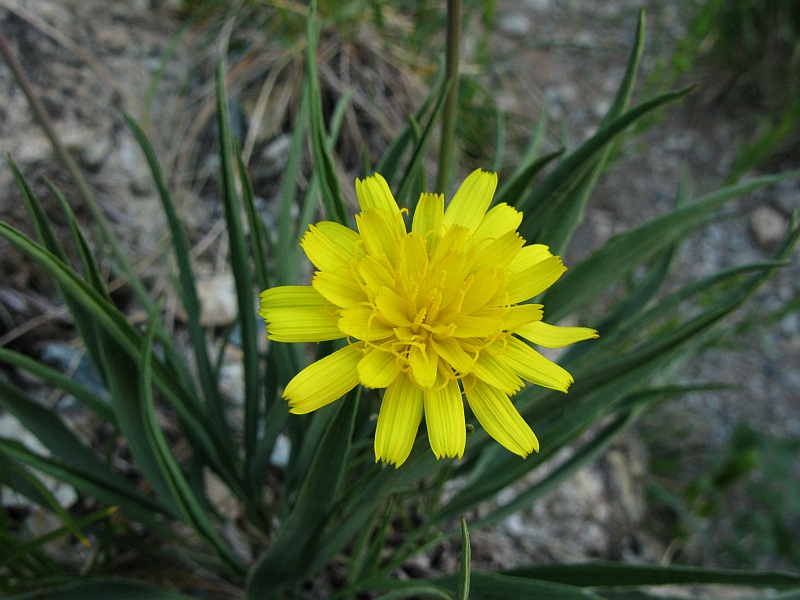 <i>Takhtajaniantha austriaca</i> (Willd.) Zaika, Sukhor. & N.Kilian