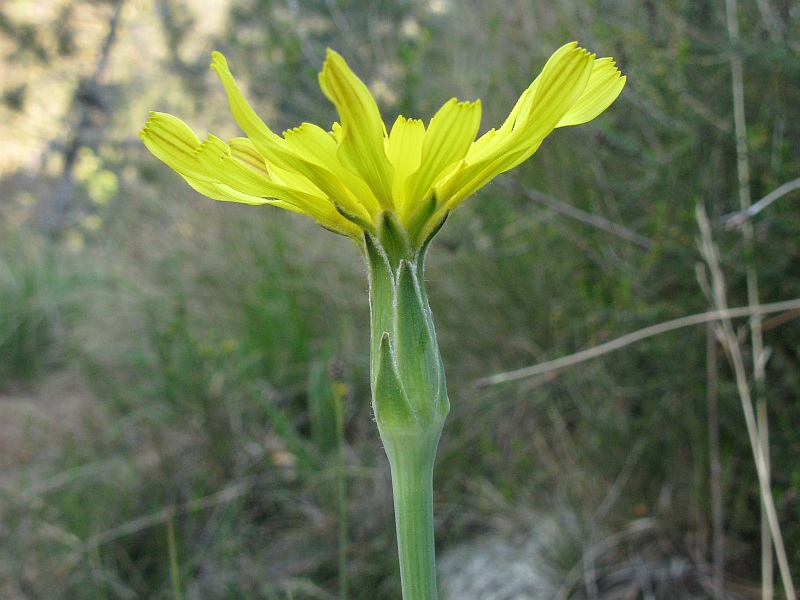 <i>Takhtajaniantha austriaca</i> (Willd.) Zaika, Sukhor. & N.Kilian