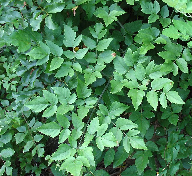 <i>Tommasinia altissima</i> (Mill.) Reduron