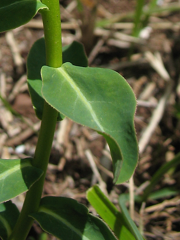 <i>Euphorbia gasparrinii</i> Boiss. subsp. <i>samnitica</i> (Fiori) Pignatti