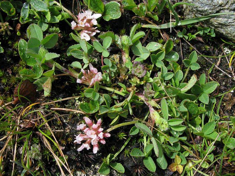 <i>Trifolium thalii</i> Vill.