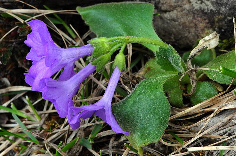 <i>Primula recubariensis</i> Prosser & Scorteg.