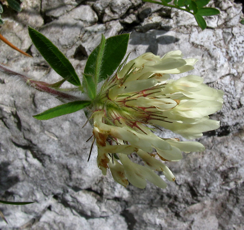 <i>Trifolium noricum</i> Wulfen subsp. <i>noricum</i>