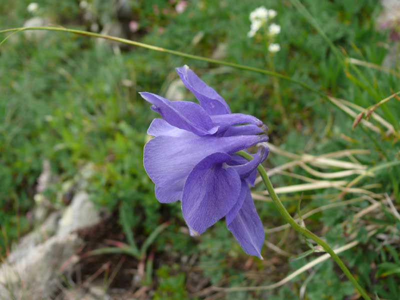 <i>Aquilegia lucensis</i> E.Nardi