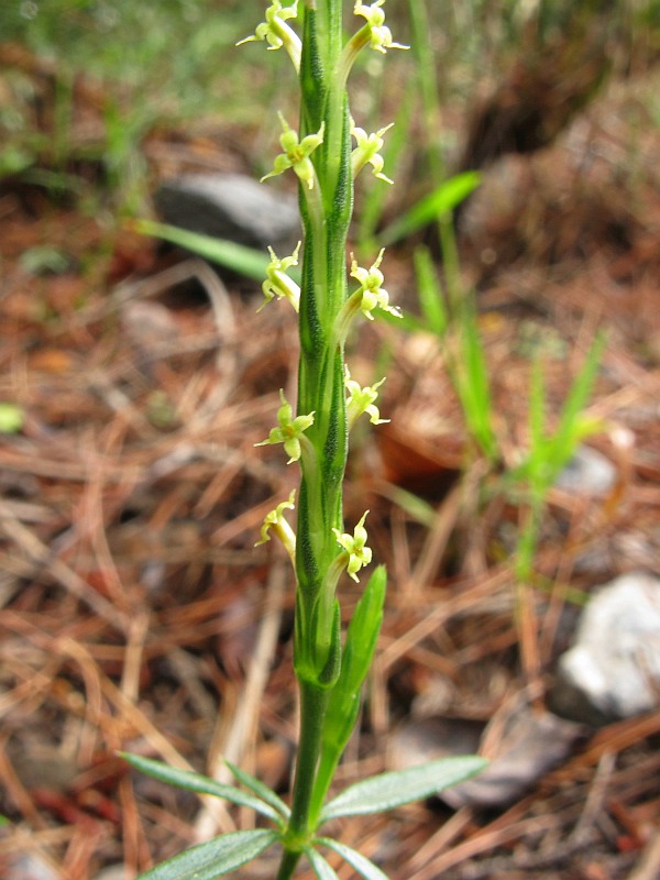 <i>Crucianella latifolia</i> L.