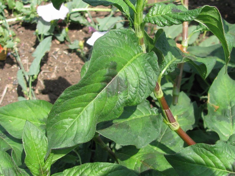 Persicaria%20lapathifolia%20(2).JPG