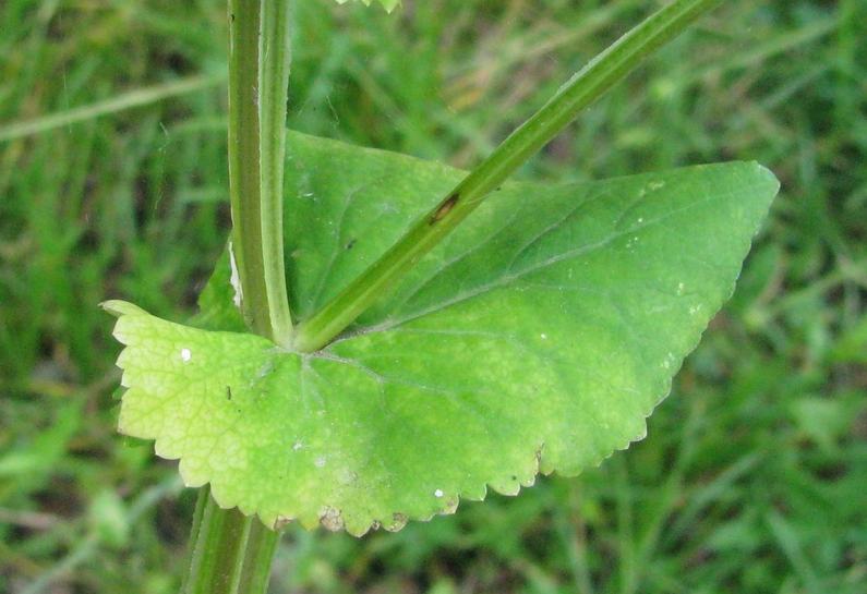 <i>Smyrnium perfoliatum</i> L. subsp. <i>perfoliatum</i>