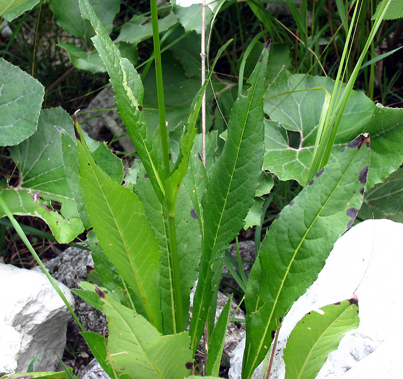 <i>Knautia ressmannii</i> (Pacher) Briq.