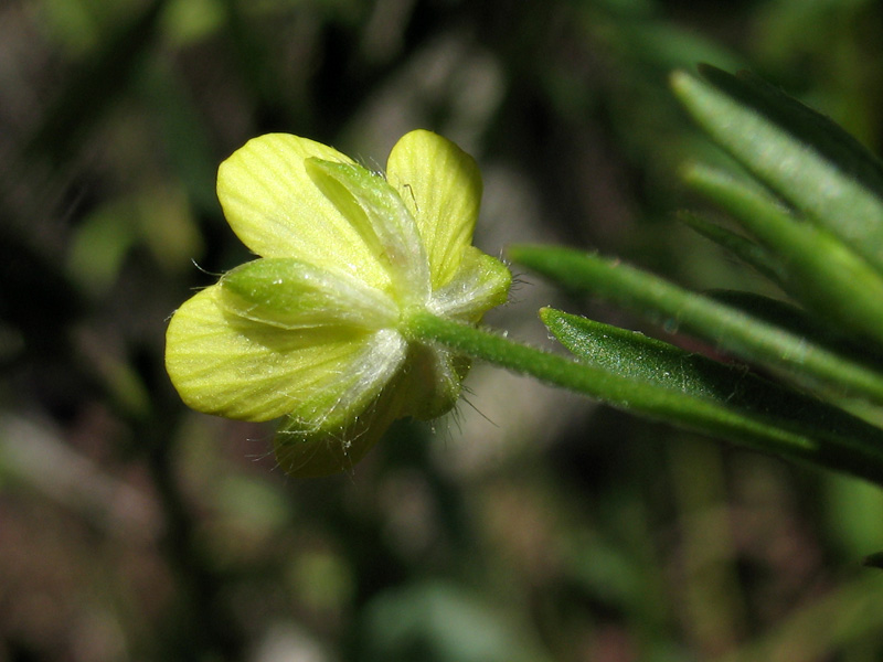 <i>Ranunculus arvensis</i> L.