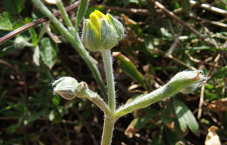 <i>Ranunculus monspeliacus</i> L.