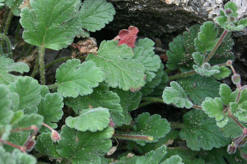<i>Erodium corsicum</i> Léman