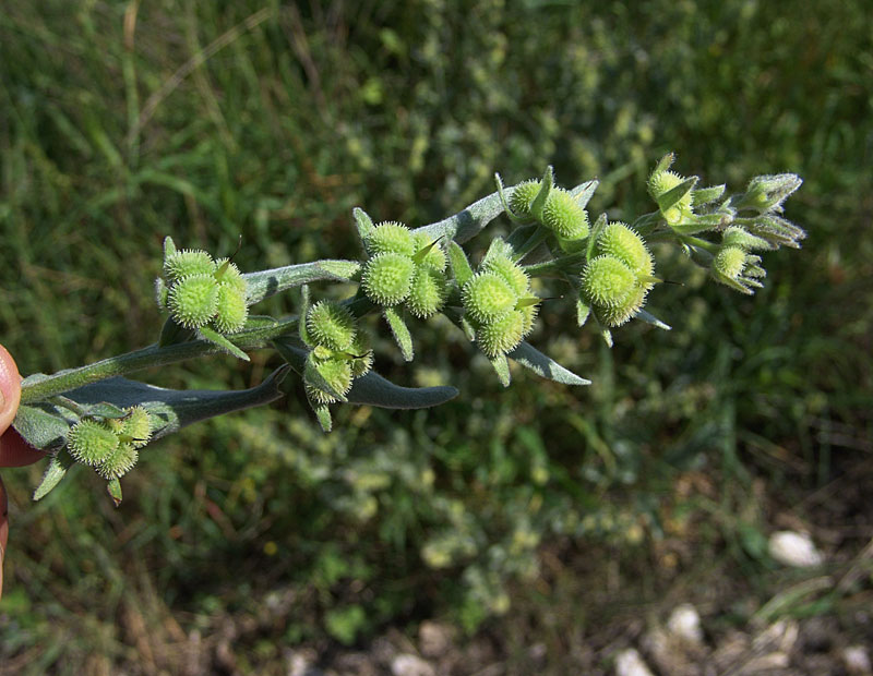 <i>Cynoglossum cheirifolium</i> L.