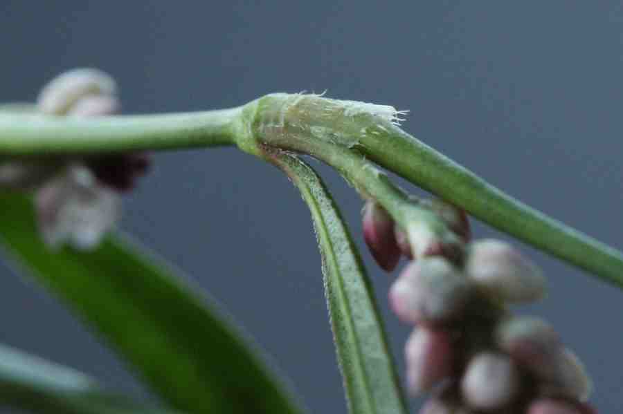 Persicaria maculosa IX  (13).JPG