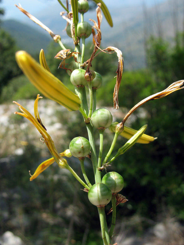 <i>Asphodeline liburnica</i> (Scop.) Rchb.
