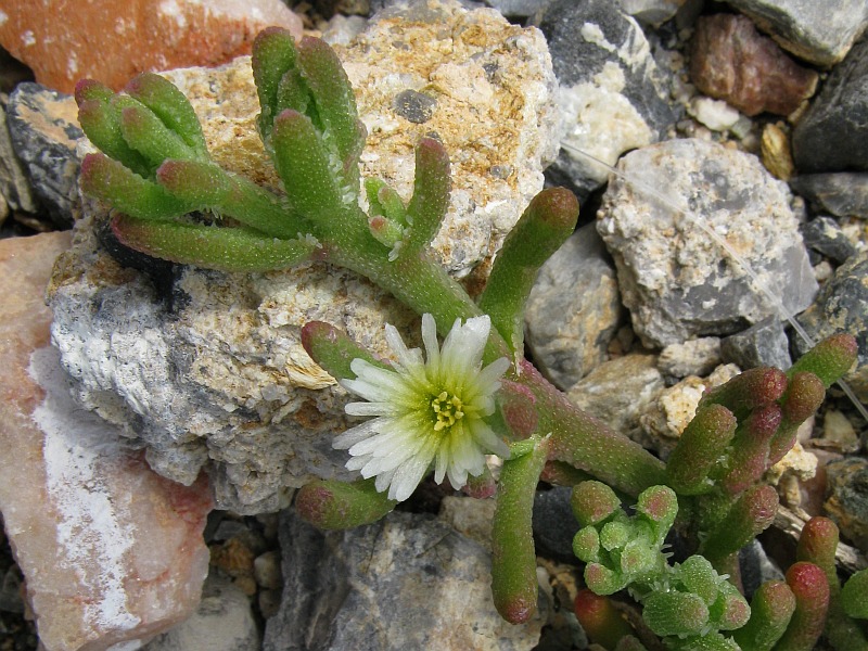 <i>Mesembryanthemum nodiflorum</i> L.