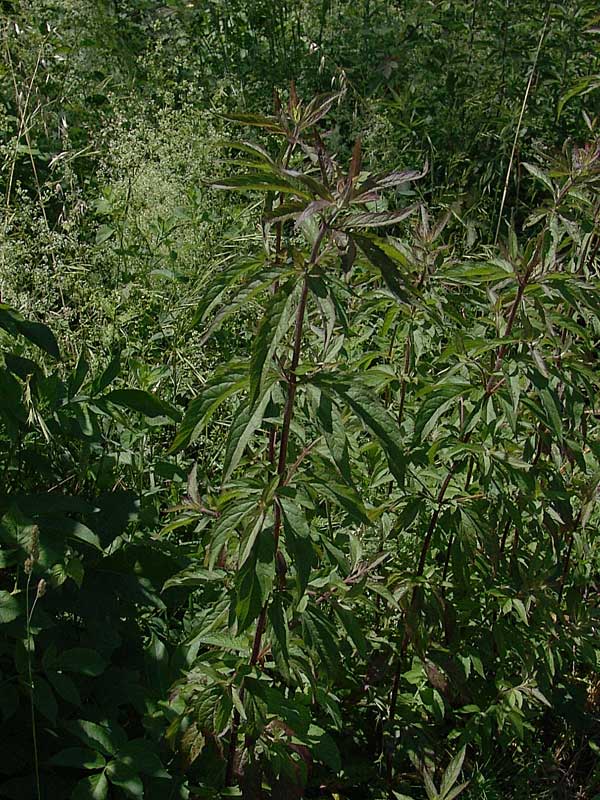 <i>Eupatorium cannabinum</i> L. subsp. <i>cannabinum</i>